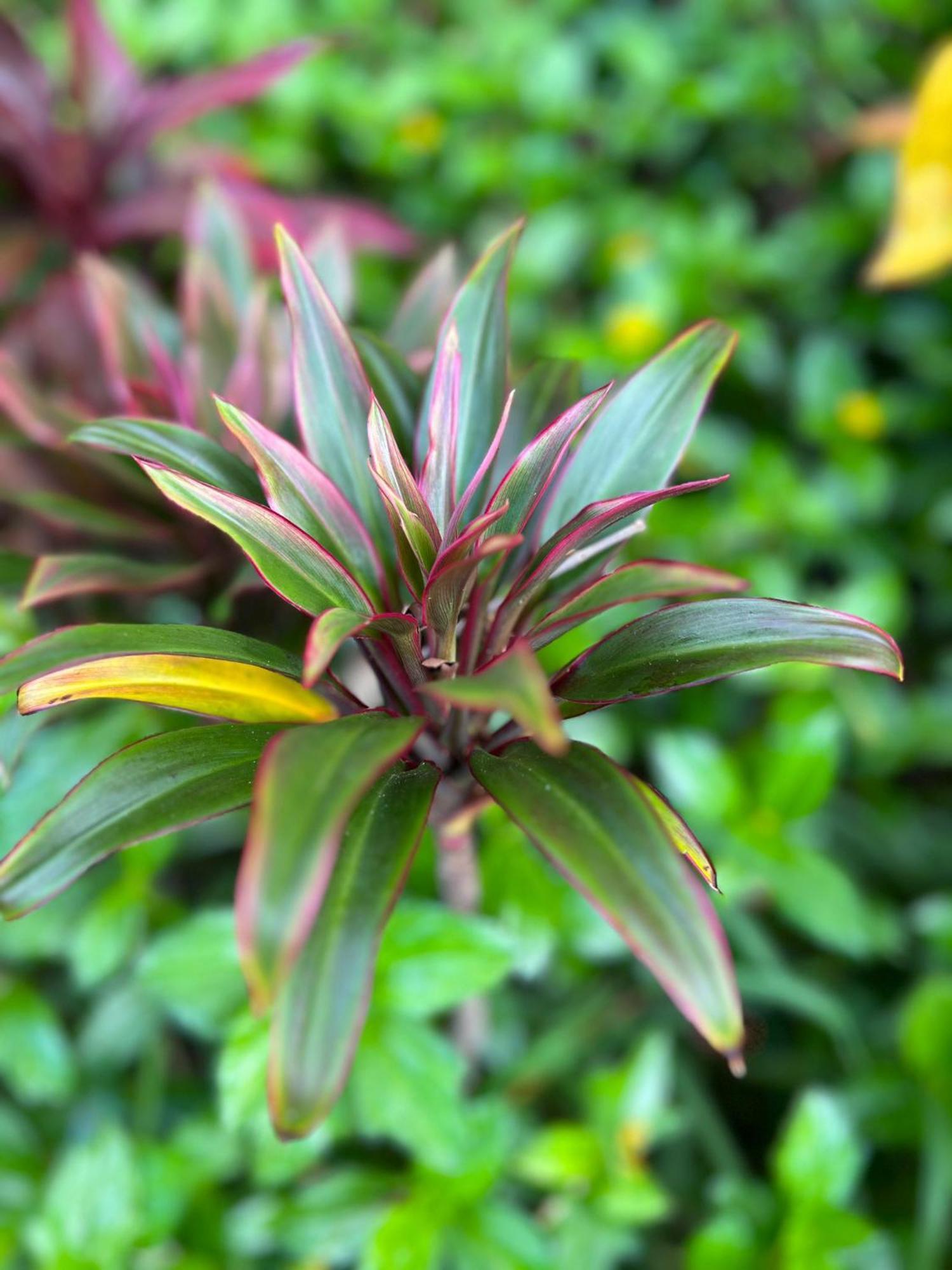 דירות אוביטה Flor De Bambu מראה חיצוני תמונה
