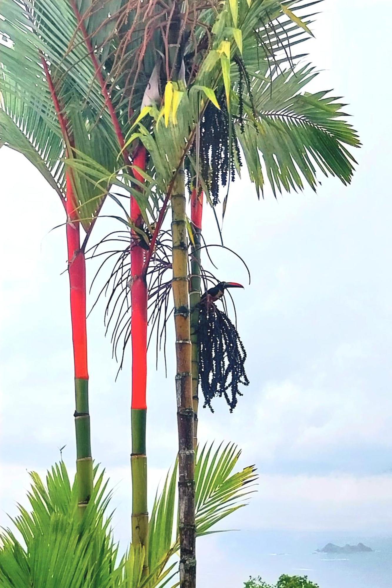 דירות אוביטה Flor De Bambu מראה חיצוני תמונה